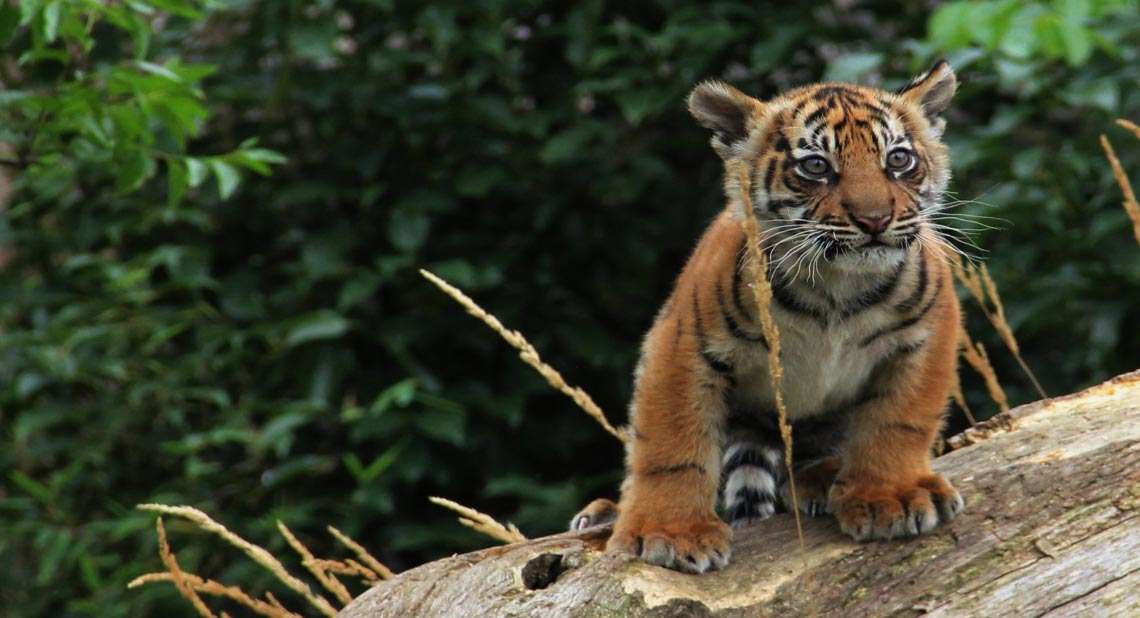 Tiger cub at London Zoo