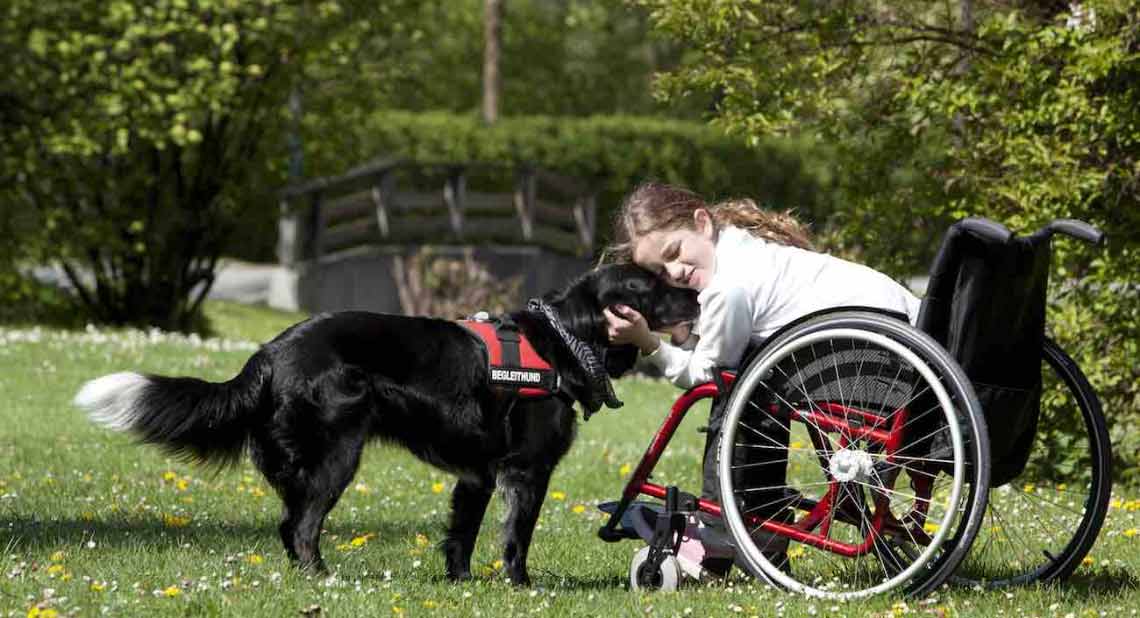 Therapy dogs explained | Motability Scheme