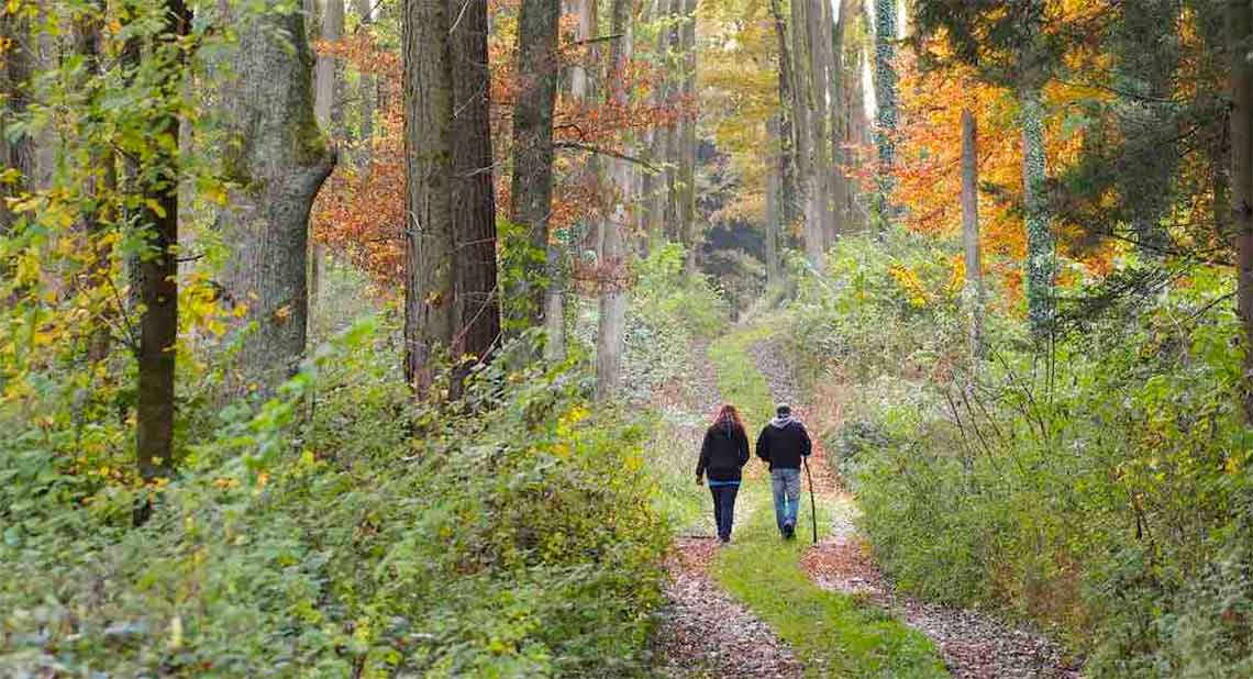 Woodland walk