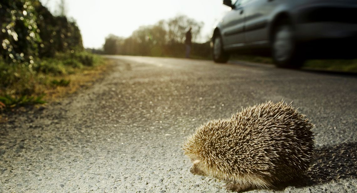 Hedgehog on roadside road safety