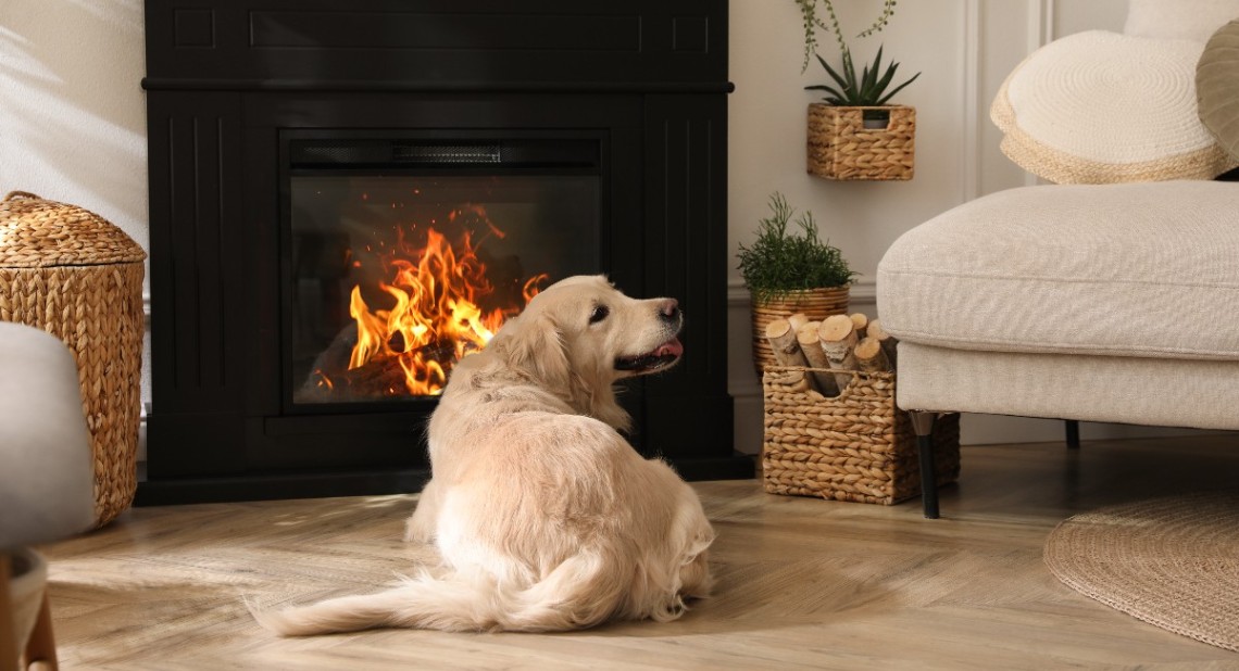 Adorable
Golden
Retriever
dog
on
sofa
near
electric
fireplace
indoors
cosy