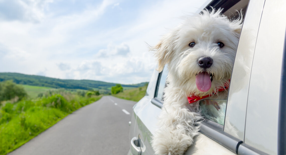 Bichon Frise Looking out of car window, traveling