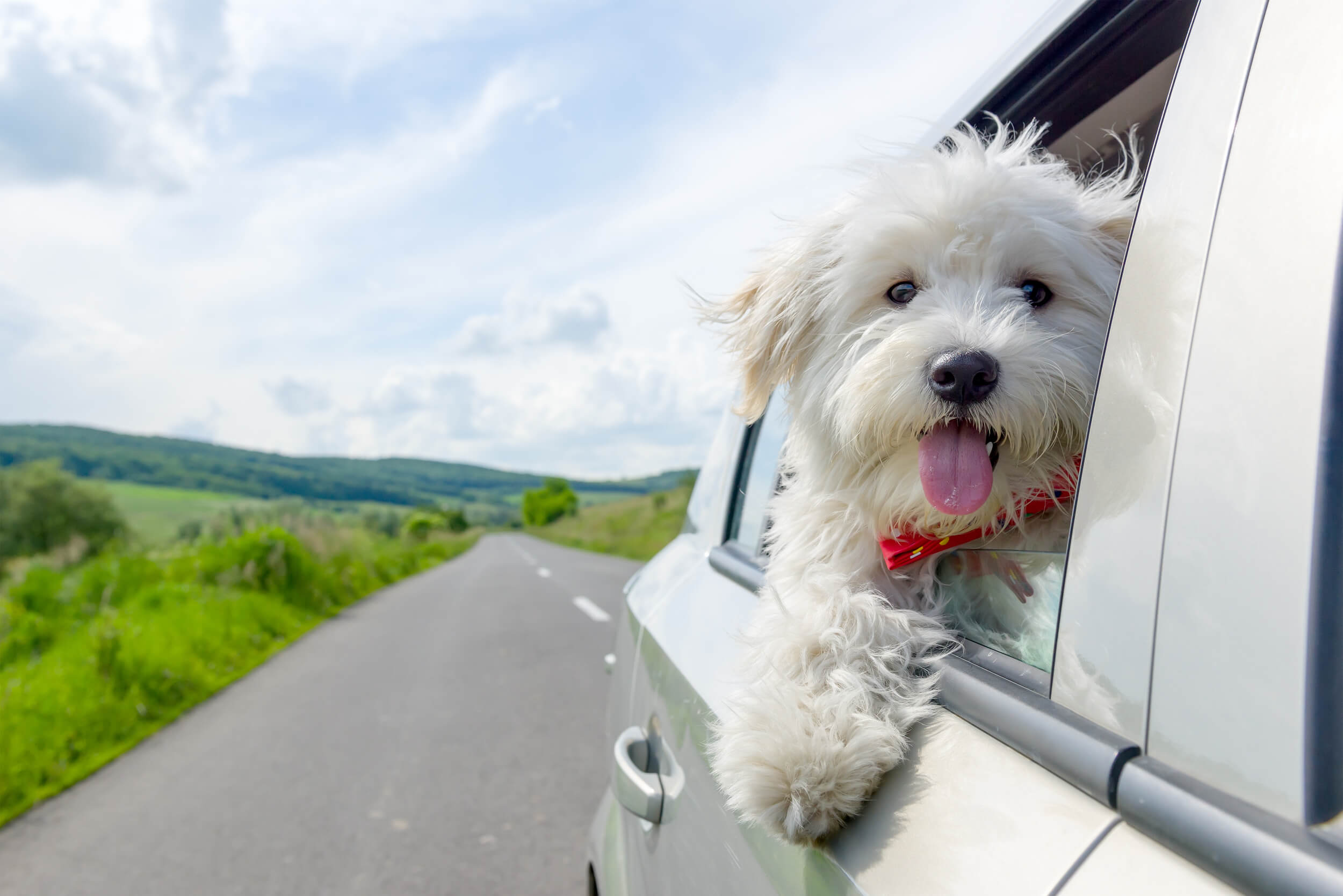 Bichon Frise Looking out of car window, traveling